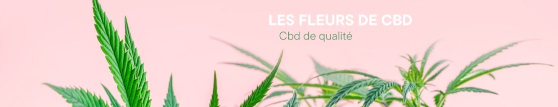 Les fleurs de CBD : tout ce que vous devez savoir